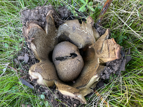 Scleroderma polyrhizum