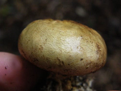 Scleroderma radicans — photo