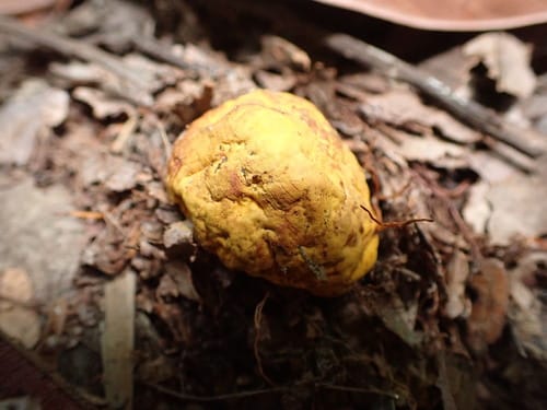 Scleroderma sinnamariense — photo