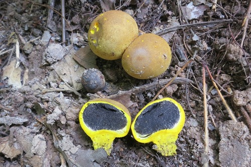 Scleroderma sinnamariense