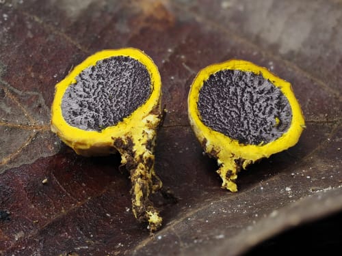 Scleroderma sinnamariense — photo
