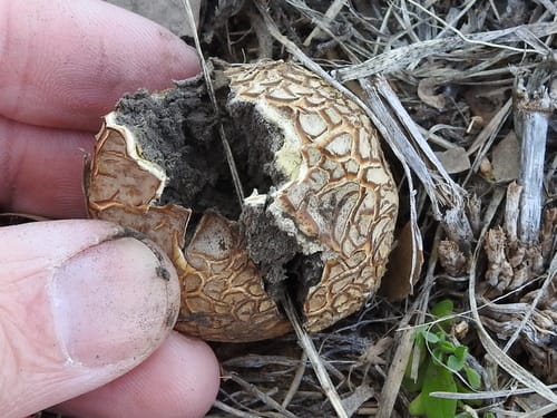 Scleroderma texense — photo