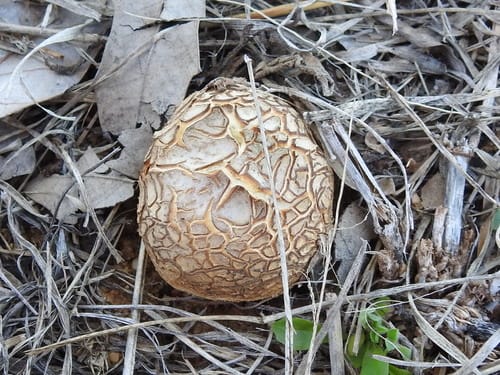 Scleroderma texense — photo