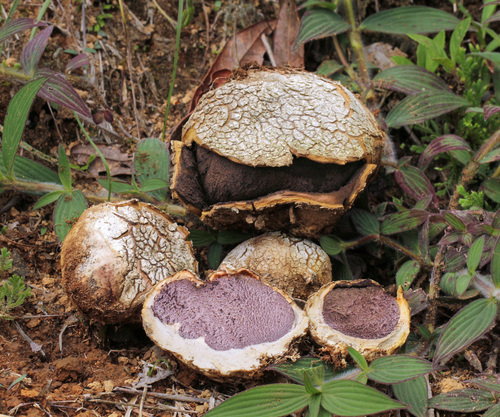 Scleroderma texense