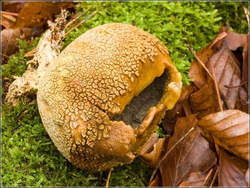 Scleroderma verrucosum (Earthball) — photo