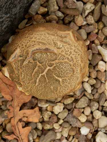 Scleroderma verrucosum (Earthball) — photo