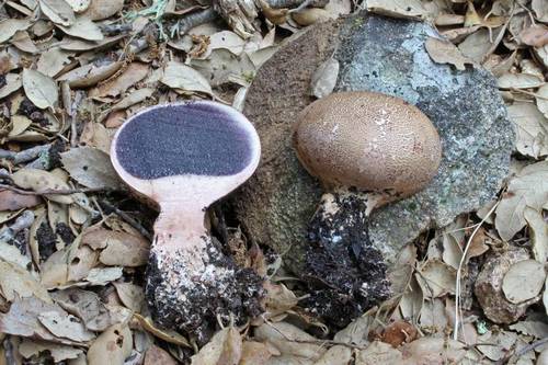 Scleroderma verrucosum