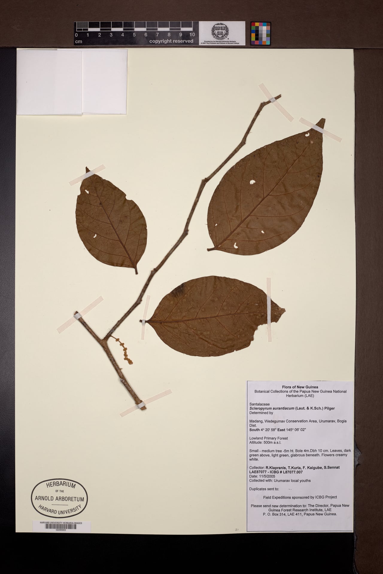 Scleropyrum aurantiacum — photo