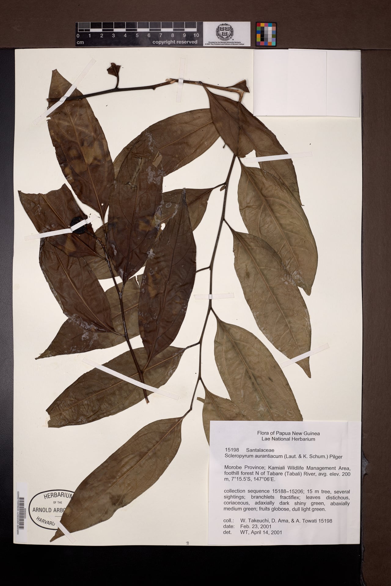 Scleropyrum aurantiacum — photo