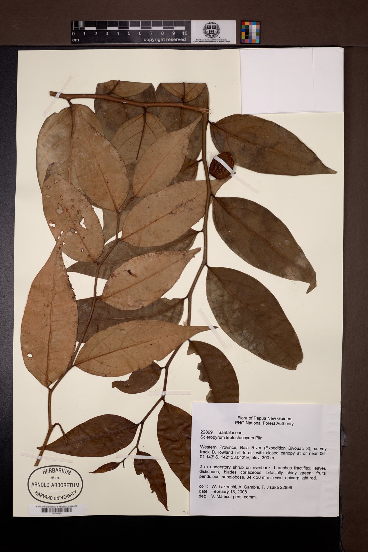 Scleropyrum aurantiacum