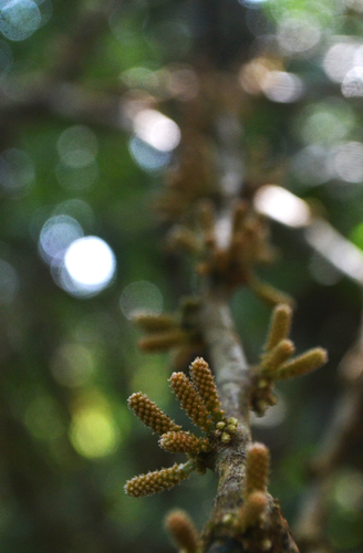 Scleropyrum pentandrum — photo