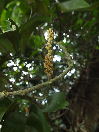 Scleropyrum pentandrum — photo