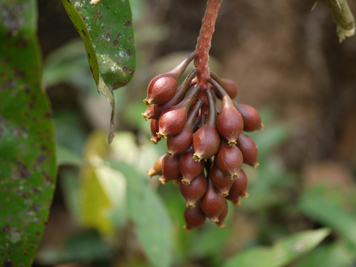 Scleropyrum pentandrum