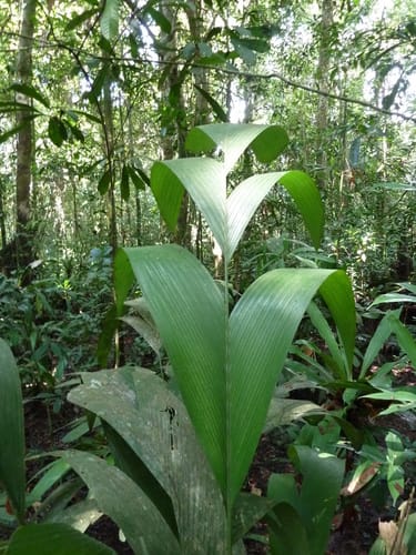 Sclerosperma mannii — photo