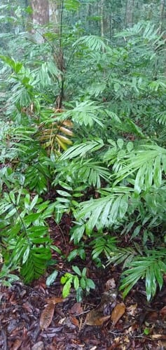 Sclerosperma mannii — photo
