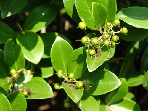 Scolopia chinensis (Chinese scolopia tree) — photo