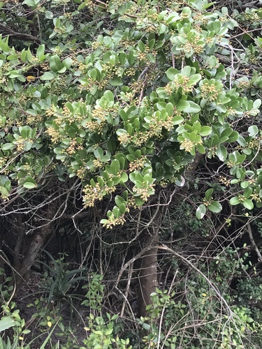 Scolopia chinensis