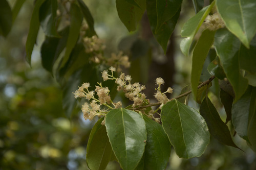Scolopia crenata (Potato plum of Mysore) — photo