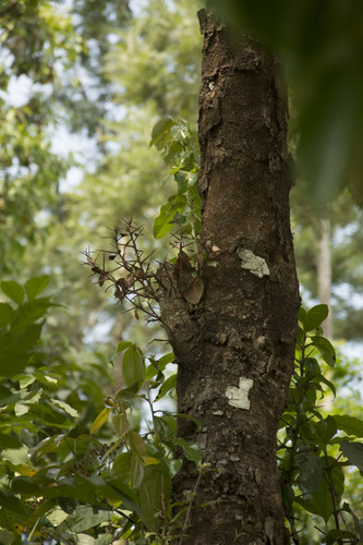 Scolopia crenata (Potato plum of Mysore) — photo
