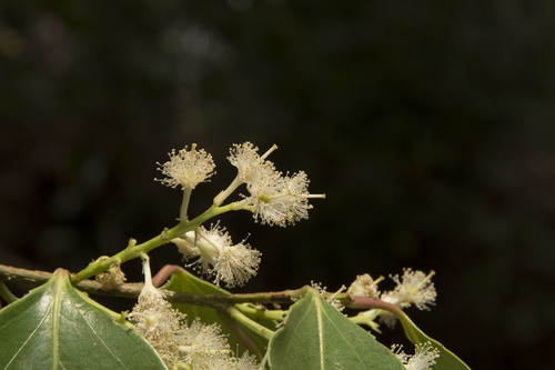 Scolopia crenata