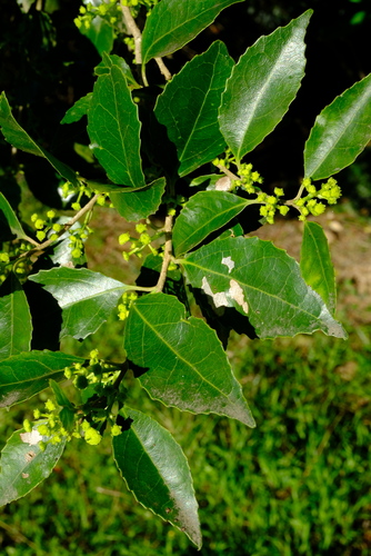 Scolopia mundii (Red pear) — photo