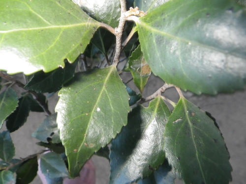 Scolopia mundii (Red pear) — photo
