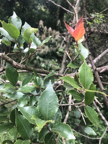 Scolopia mundii