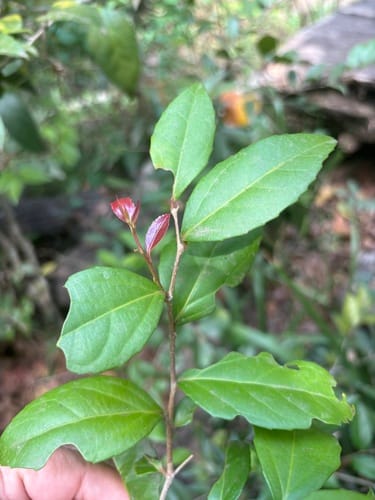 Scolopia stolzii — photo