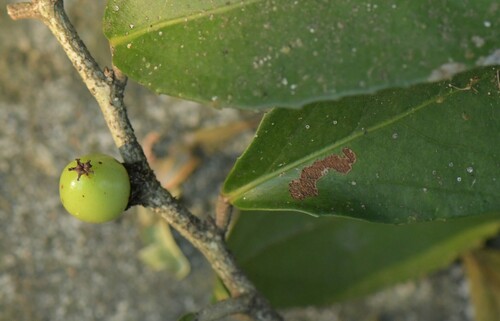 Scolopia stolzii