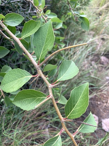 Scolopia zeyheri (Thorn pear) — photo
