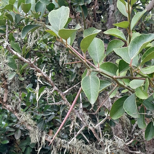 Scolopia zeyheri (Thorn pear) — photo
