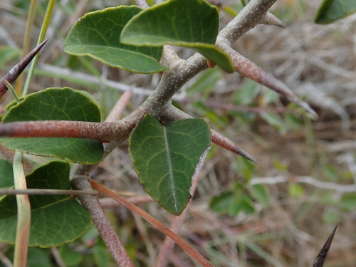 Scolopia zeyheri