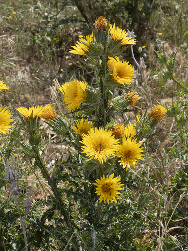Scolymus grandiflorus (Large-flowered Golden thistle) — photo