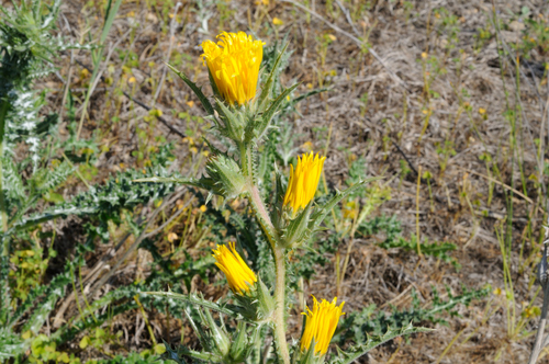 Scolymus grandiflorus (Large-flowered Golden thistle) — photo