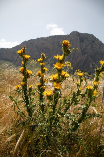 Scolymus grandiflorus