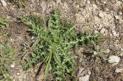 Scolymus hispanicus (Spanish Oyster Plant) — photo