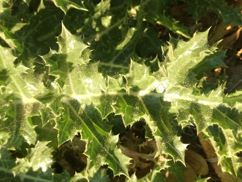 Scolymus hispanicus (Spanish Oyster Plant) — photo
