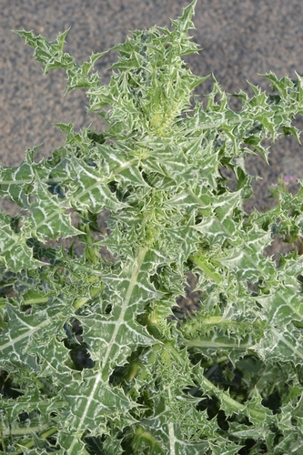 Scolymus maculatus (Spotted thistle) — photo