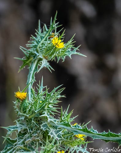 Scolymus maculatus