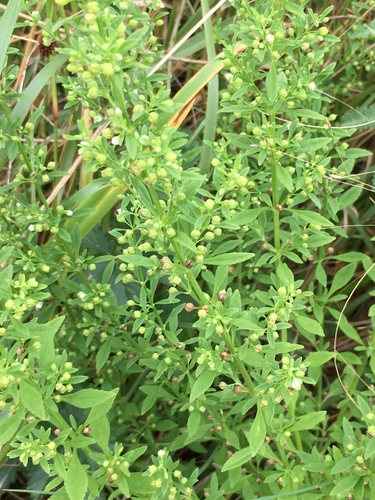 Scoparia dulcis (Sweet broom) — photo