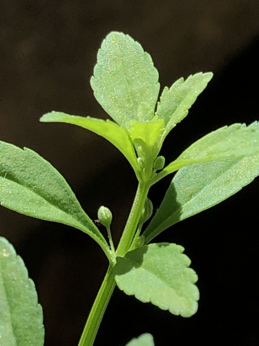 Scoparia dulcis (Sweet broom) — photo