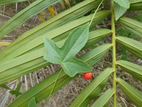 Scopellaria marginata — photo