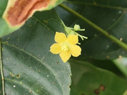 Scopellaria marginata