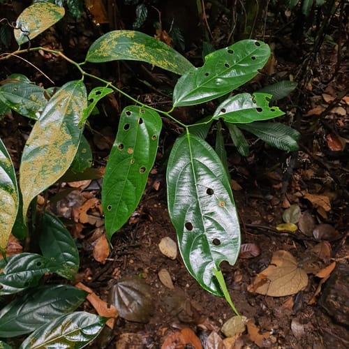 Scorodocarpus borneensis (Woodland onion) — photo