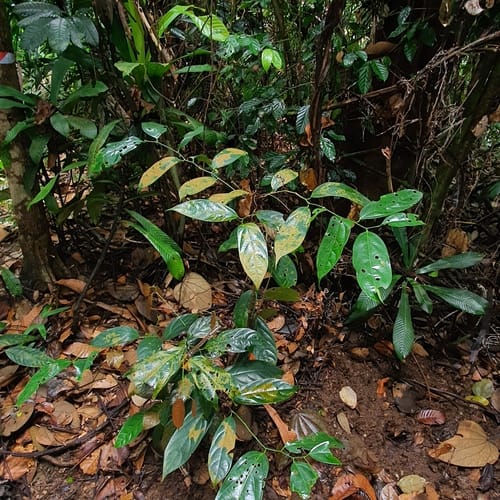 Scorodocarpus borneensis (Woodland onion) — photo