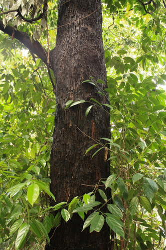 Scorodocarpus borneensis