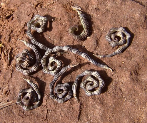 Scorpiurus muricatus (Prickly Scorpionstail) — photo
