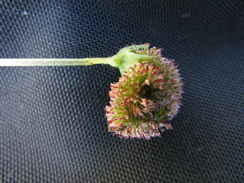 Scorpiurus vermiculatus (Prickly Scorpionstail) — photo