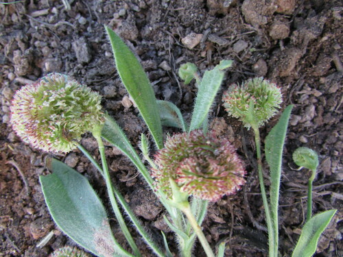 Scorpiurus vermiculatus (Prickly Scorpionstail) — photo