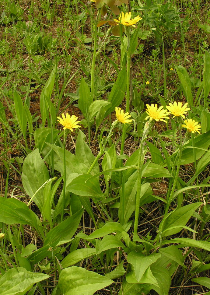 Scorzonera acuminata
